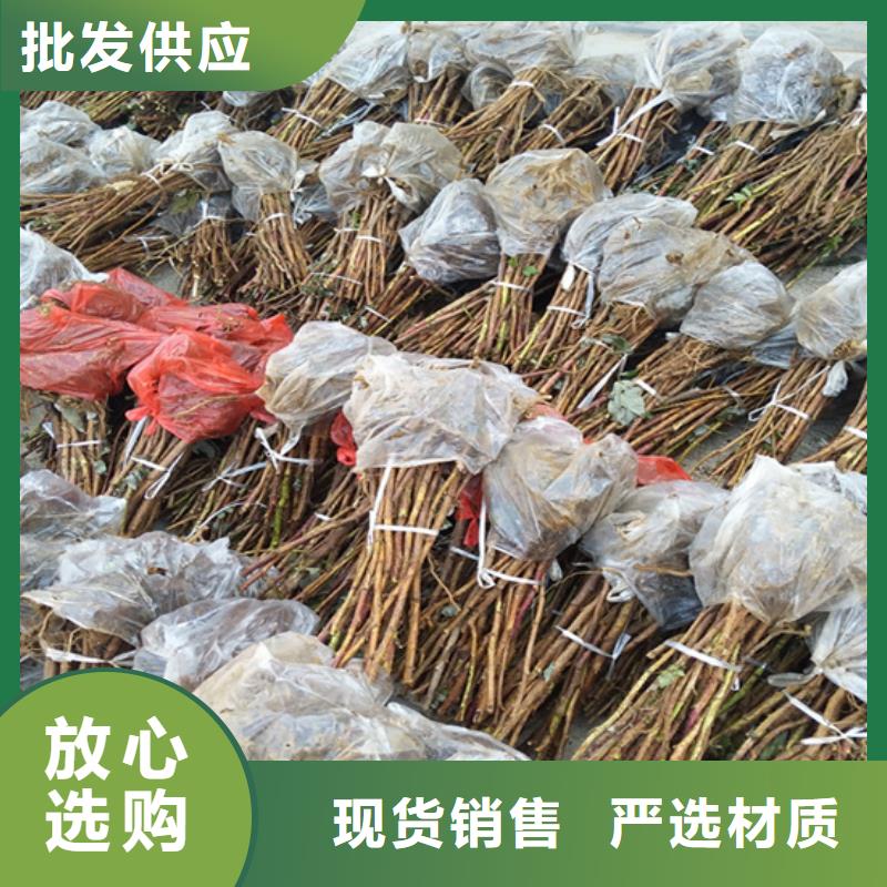 树莓石榴苗原料层层筛选