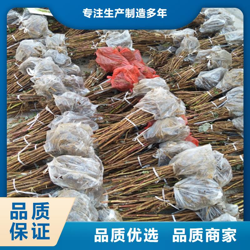 树莓板栗苗口碑好实力强