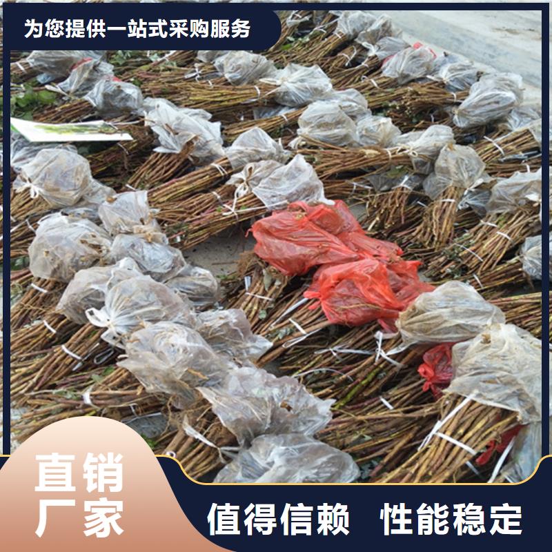 树莓红颜草莓核心技术