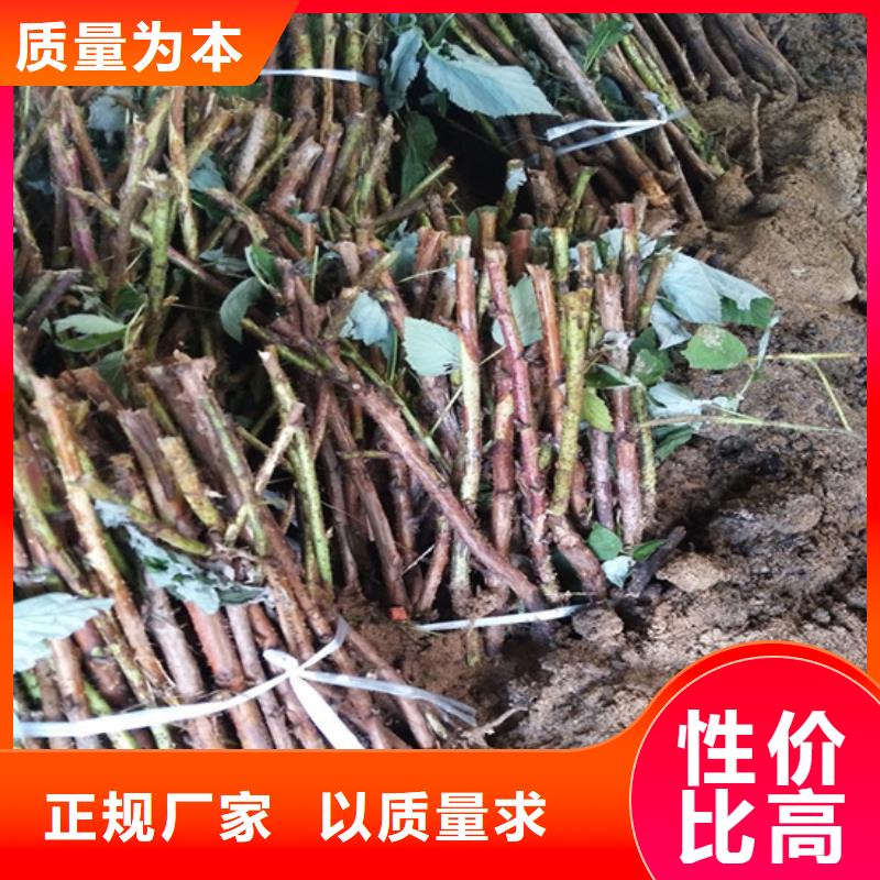 树莓-玛瑙红石榴苗品质优良