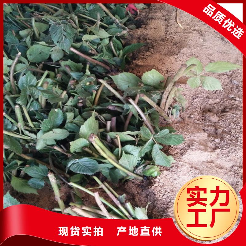 树莓板栗苗口碑好实力强