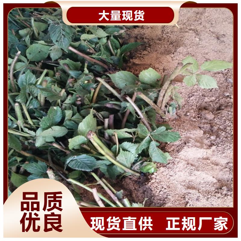 【树莓】樱桃苗货源报价