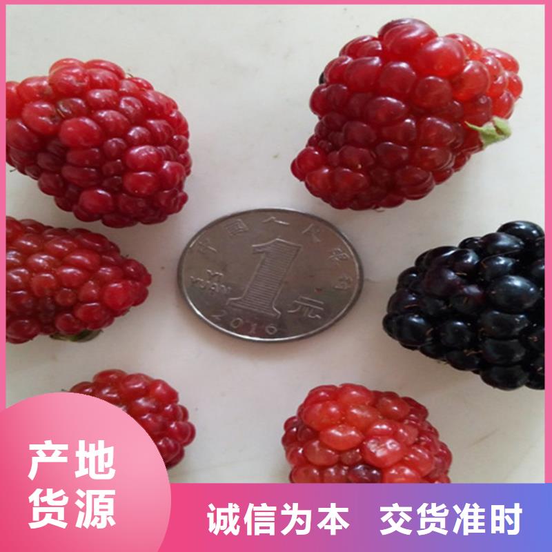 树莓无花果苗严谨工艺