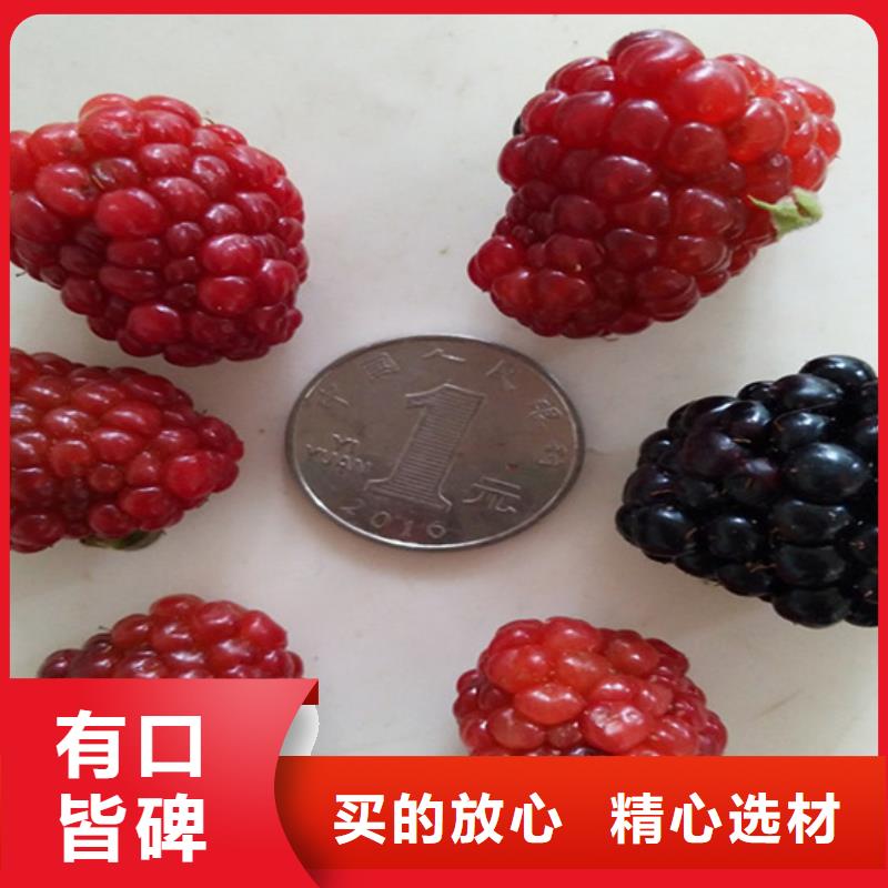 树莓石榴苗原料层层筛选