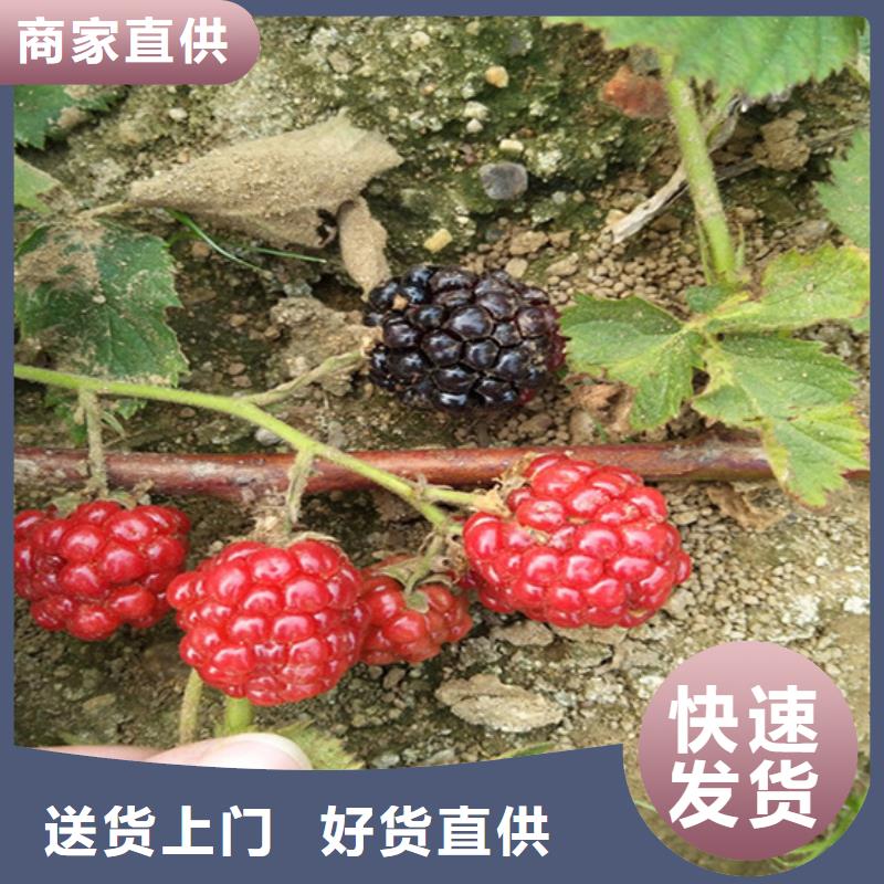 【树莓樱桃苗材质实在】