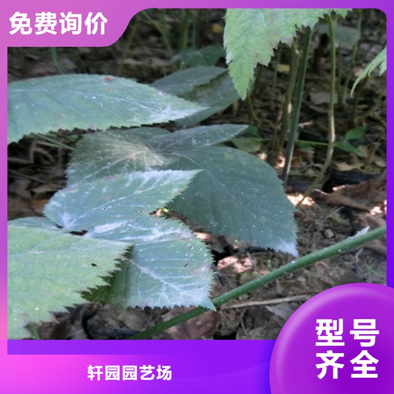 树莓_蓝莓苗品质之选