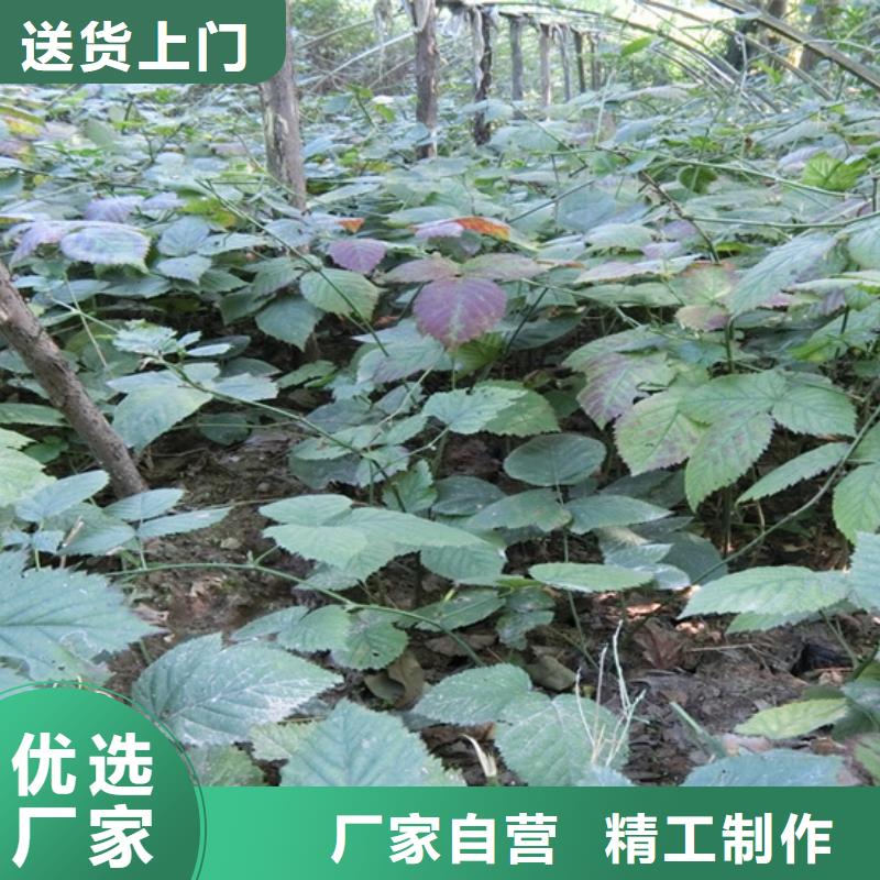 树莓,樱桃苗精心选材