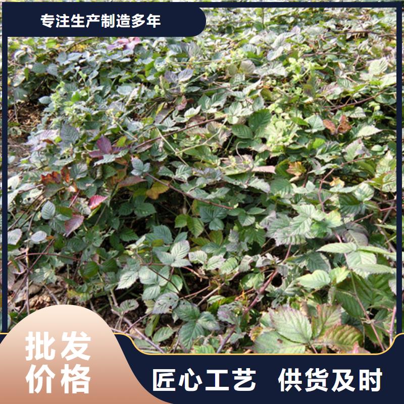 【树莓桃树苗品质过硬】
