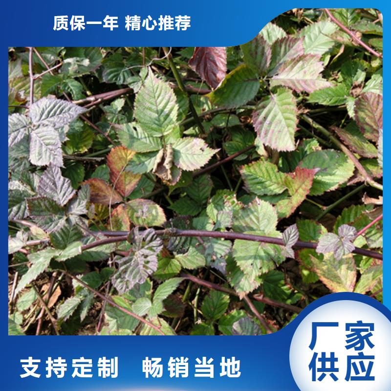 【树莓苹果苗供应商】