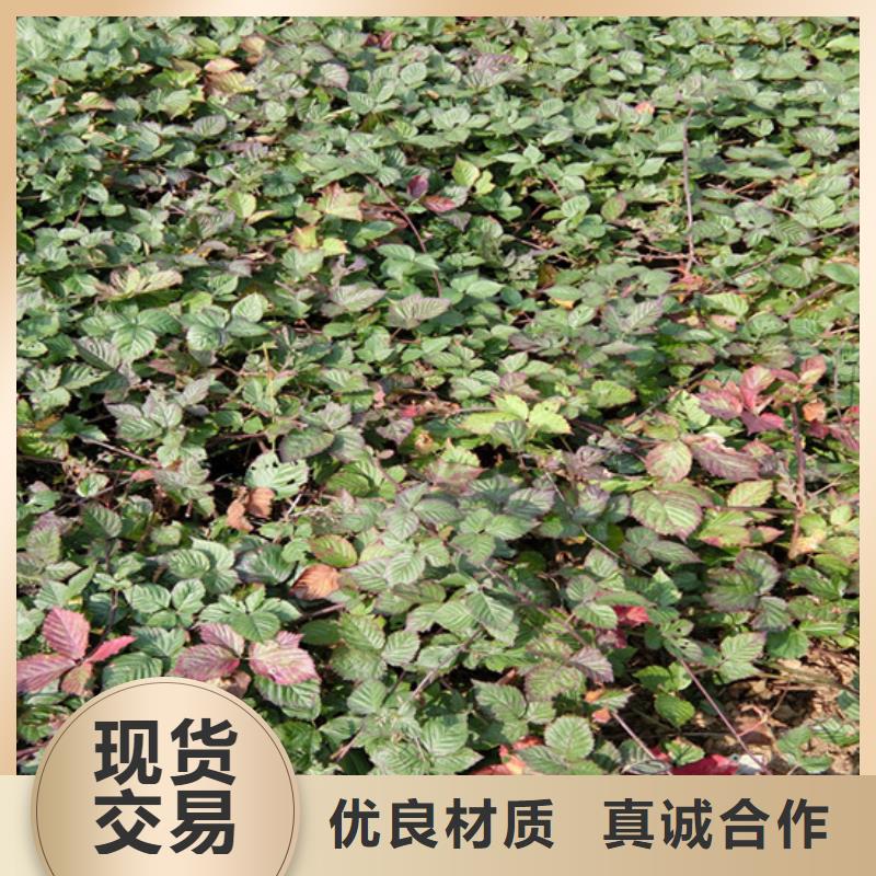 【树莓】樱桃苗货到付款