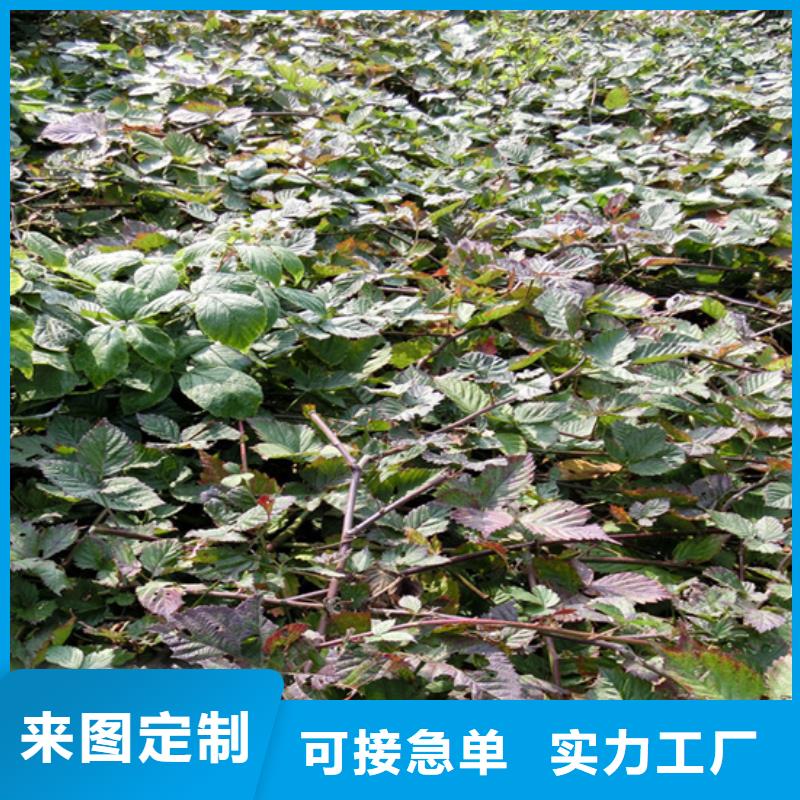 树莓红颜草莓核心技术