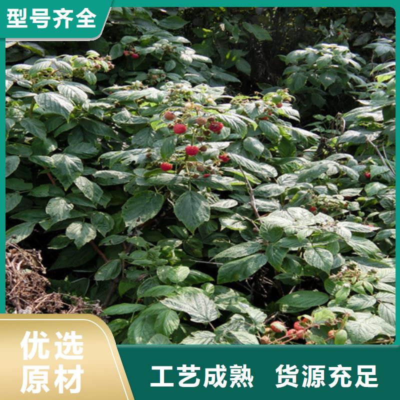 树莓无花果苗严谨工艺