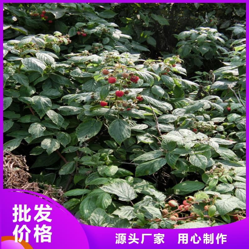 【树莓樱桃苗专业供货品质管控】