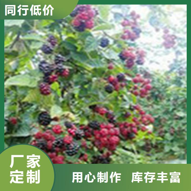 【树莓】樱桃苗货源报价