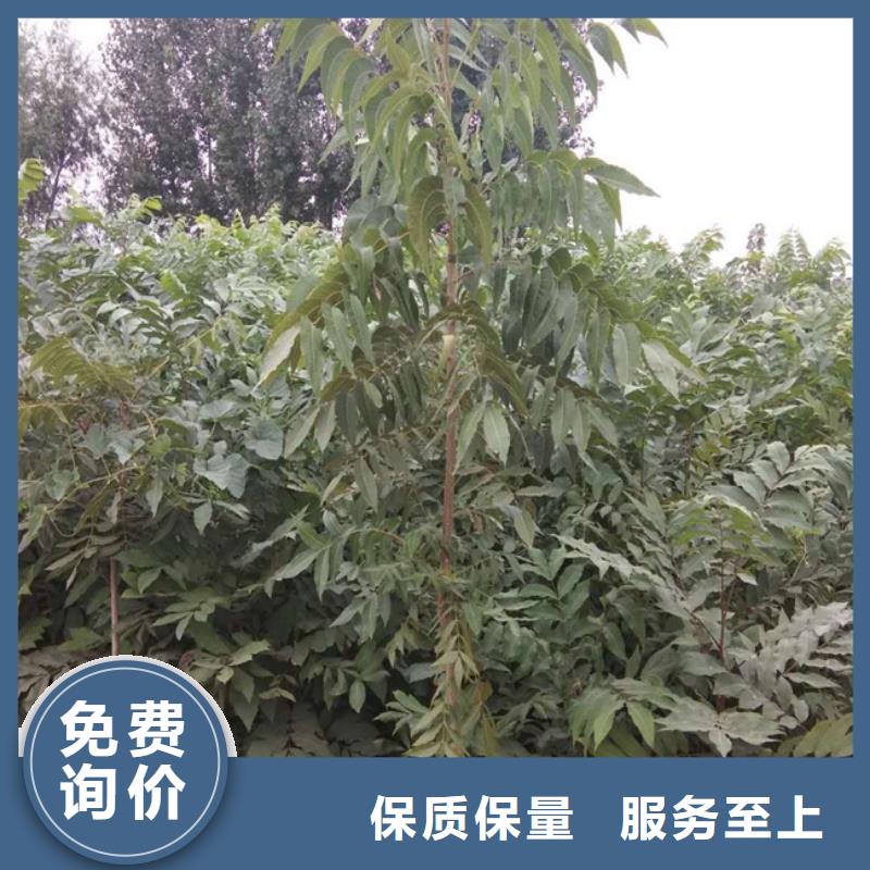 碧根果石榴树行业优选