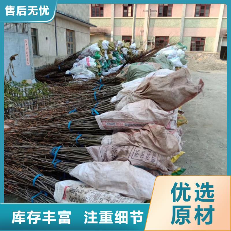 碧根果苹果苗优选厂商