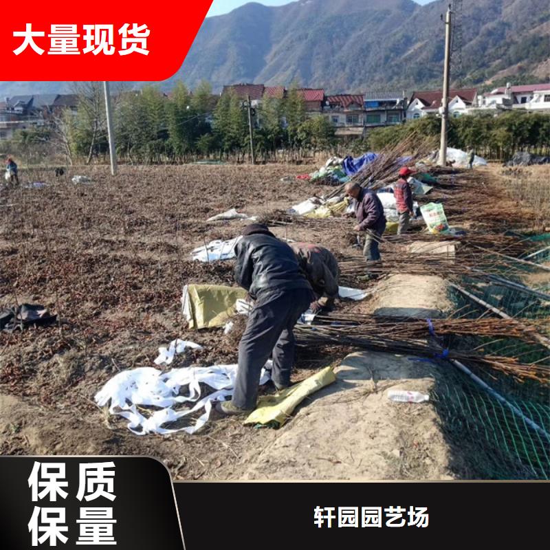 碧根果李子苗专业完善售后