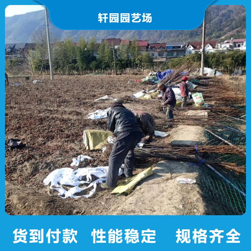 碧根果樱桃苗一个起售