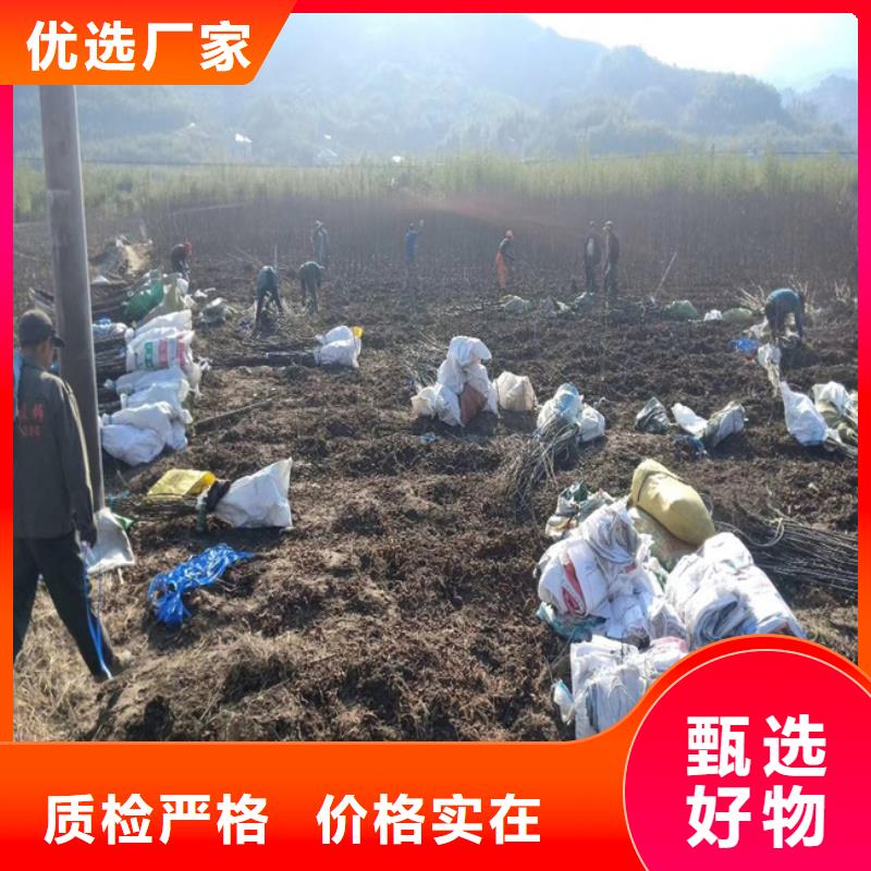 碧根果桃树苗量大更优惠