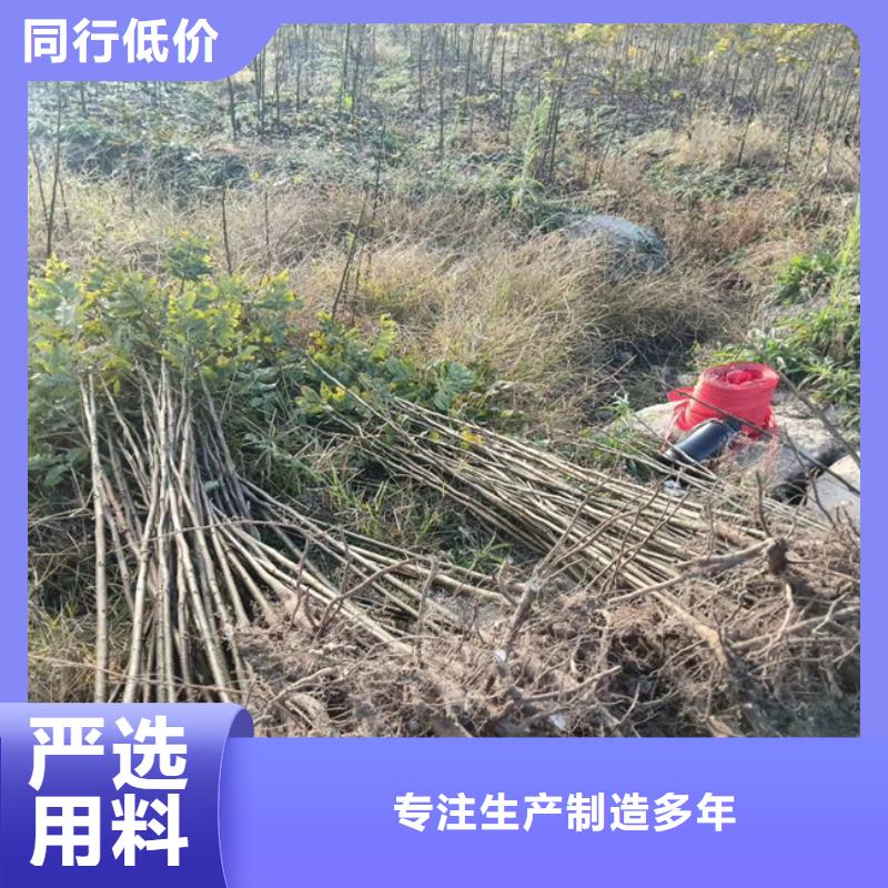 【碧根果樱桃苗一对一为您服务】