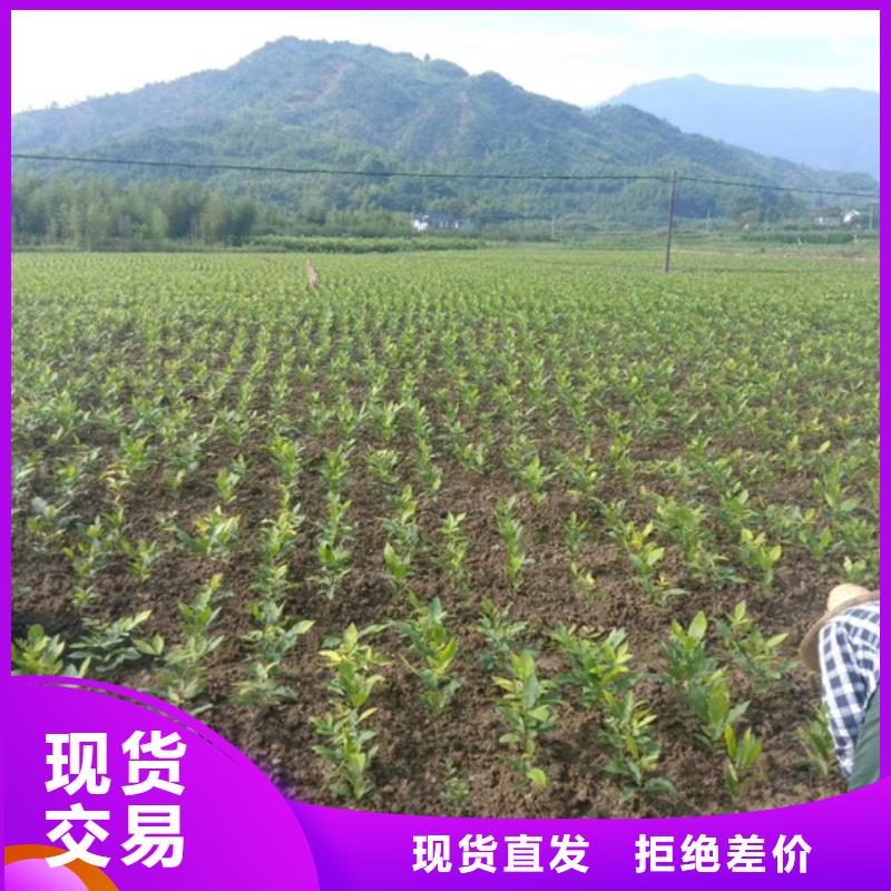 碧根果桃树苗量大更优惠