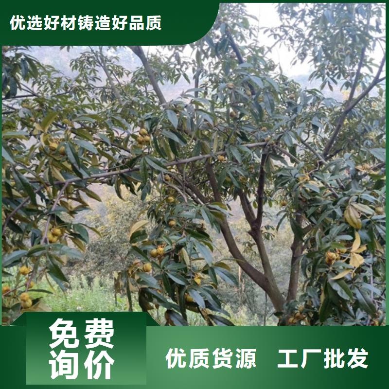 碧根果【花椒苗】大品牌值得信赖