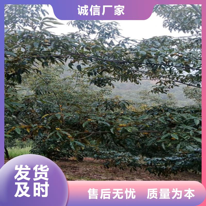 碧根果樱桃苗售后服务完善