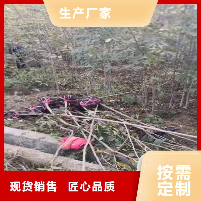 碧根果【苹果苗】对质量负责