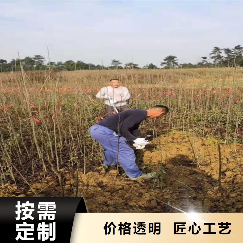 碧根果苹果苗支持非标定制