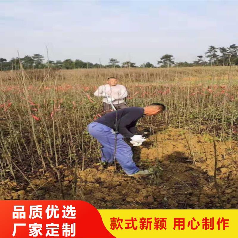 碧根果樱桃苗品类齐全