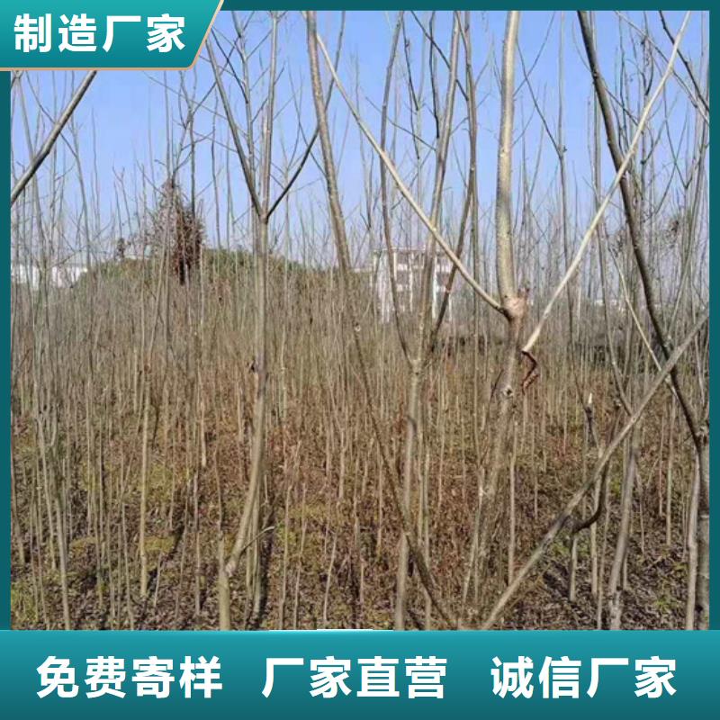 碧根果3公分石榴苗来图加工定制