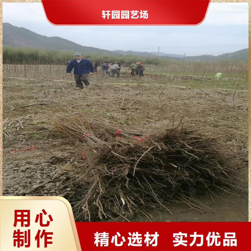 碧根果樱桃苗一个起售