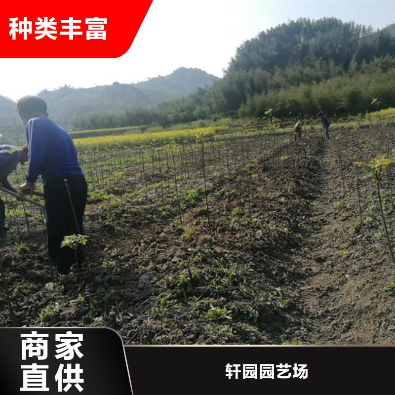 碧根果桃树苗量大更优惠