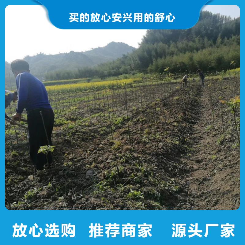 碧根果苹果苗品质商家
