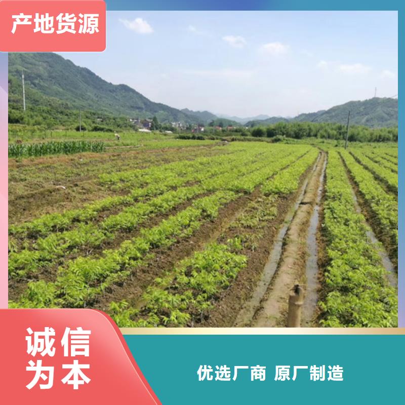 碧根果石榴苗实体厂家支持定制