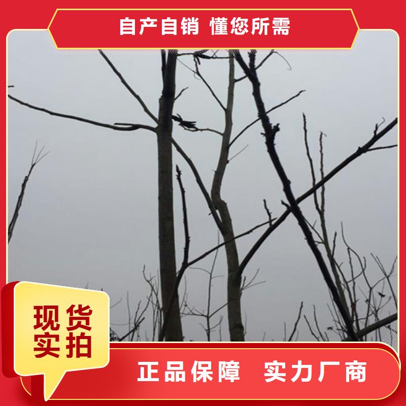 碧根果蓝莓苗真材实料