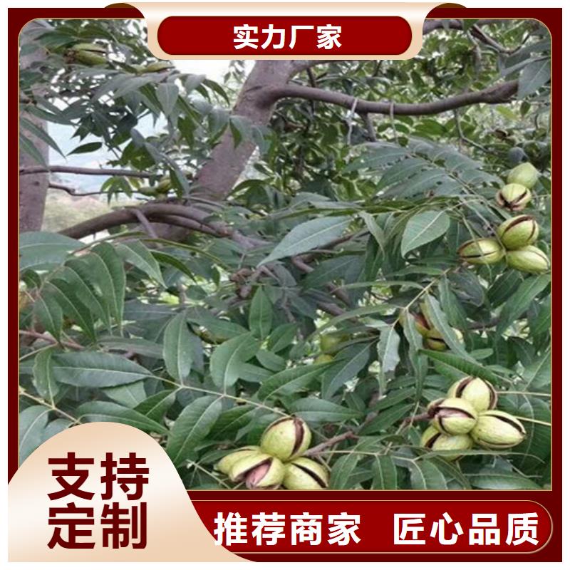 碧根果葡萄苗量少也做