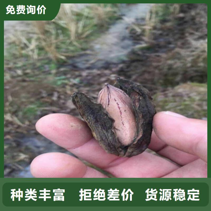 碧根果葡萄苗量少也做