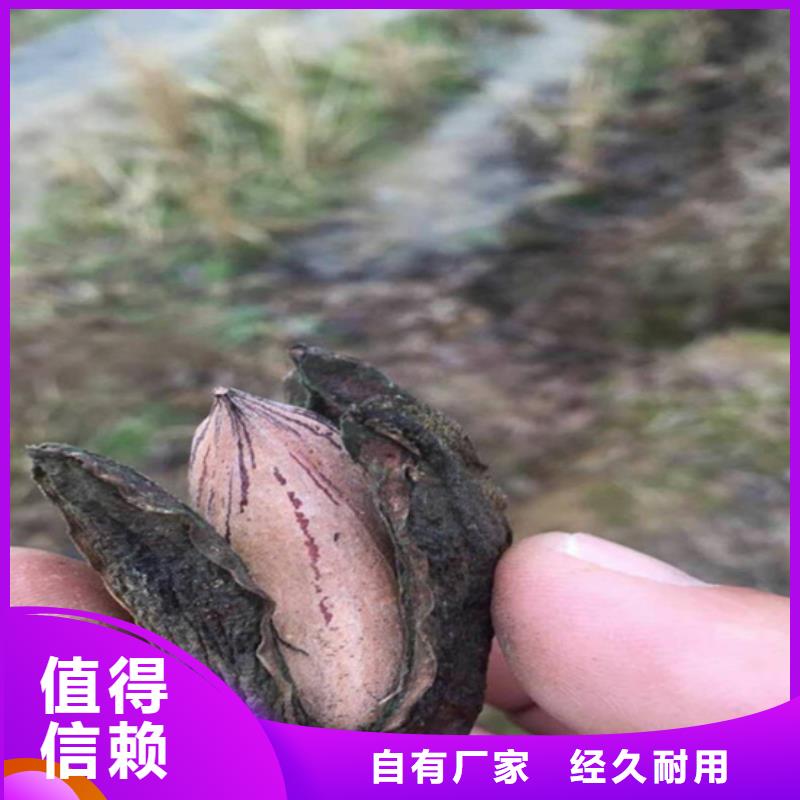 【碧根果3公分软籽石榴苗厂家直销大量现货】