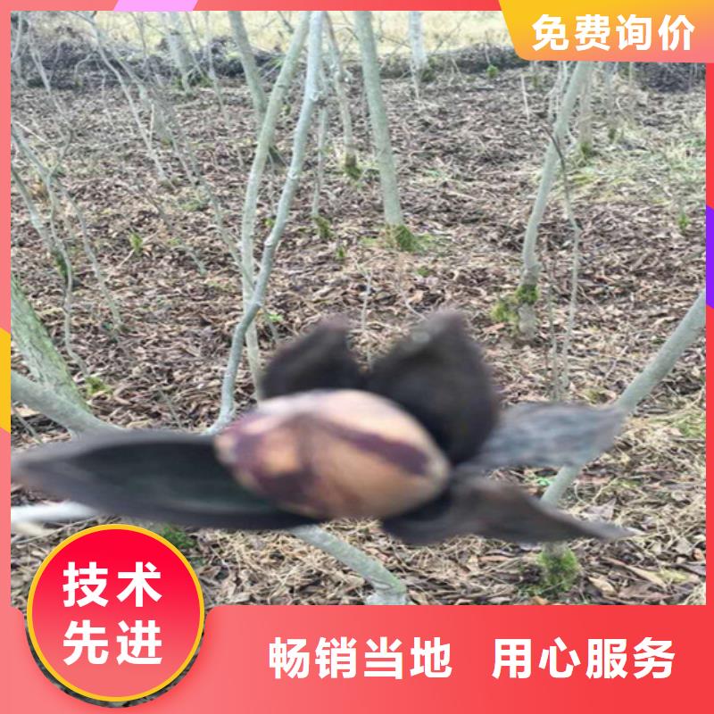 碧根果桃树苗订制批发
