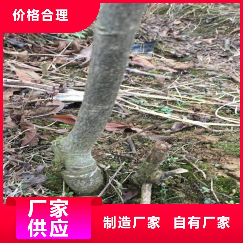 碧根果葡萄苗量少也做