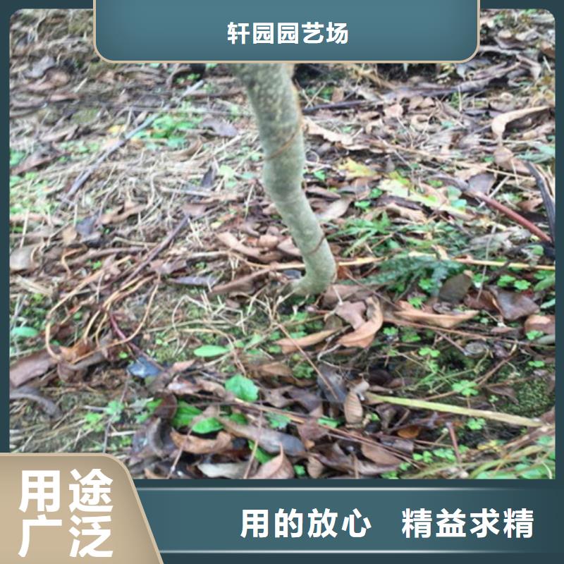 碧根果樱桃苗一个起售