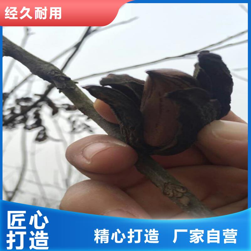 碧根果,桃树苗发货及时