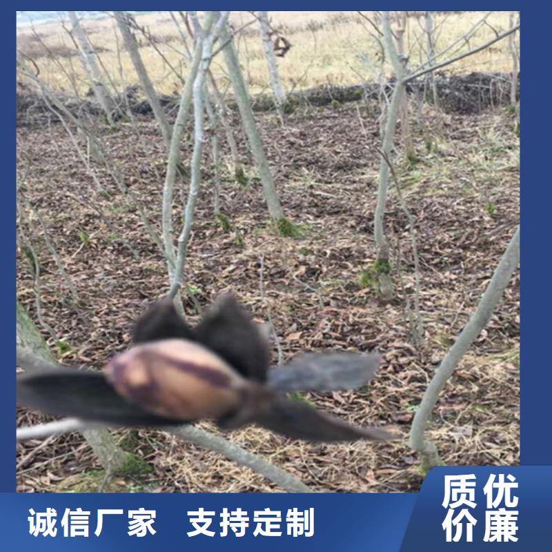 碧根果桃树苗量大更优惠