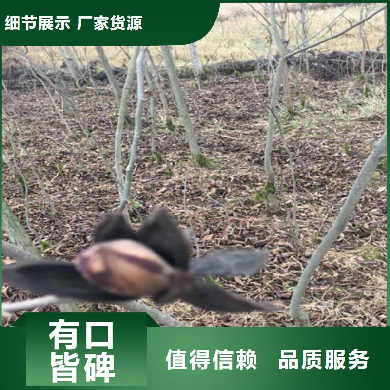 碧根果【苹果苗】实力才是硬道理