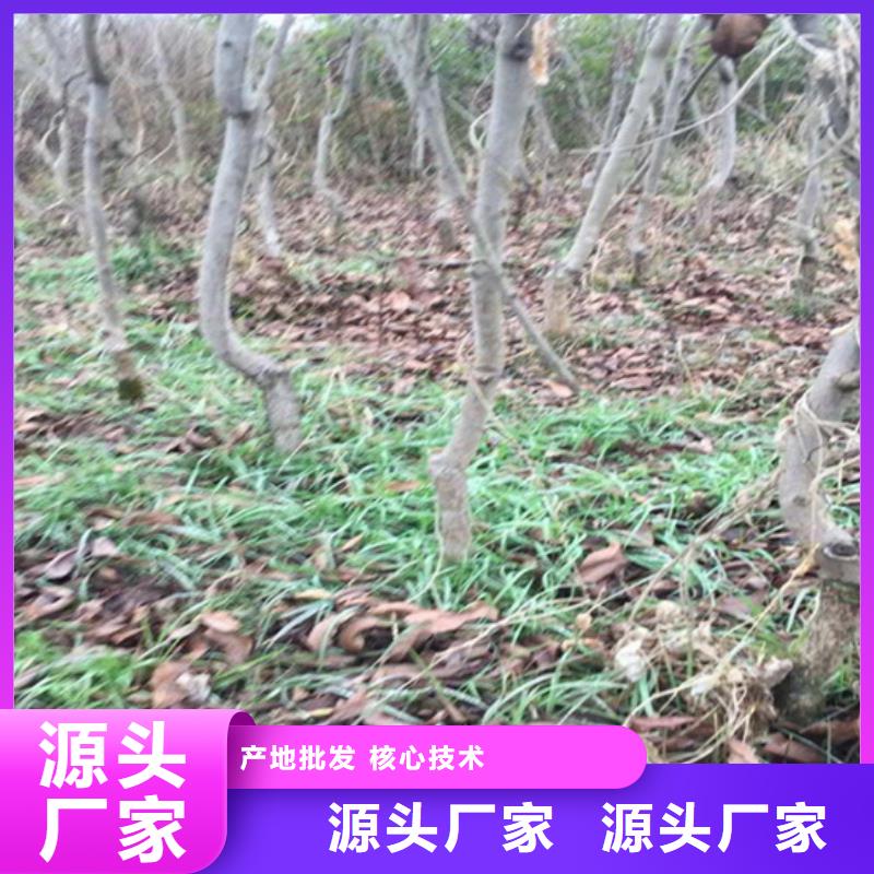 碧根果桃树苗产地工厂