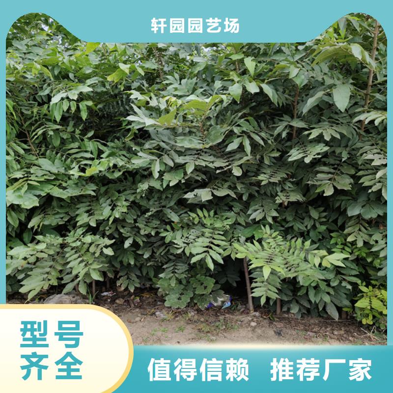 碧根果猕猴桃苗多年行业积累