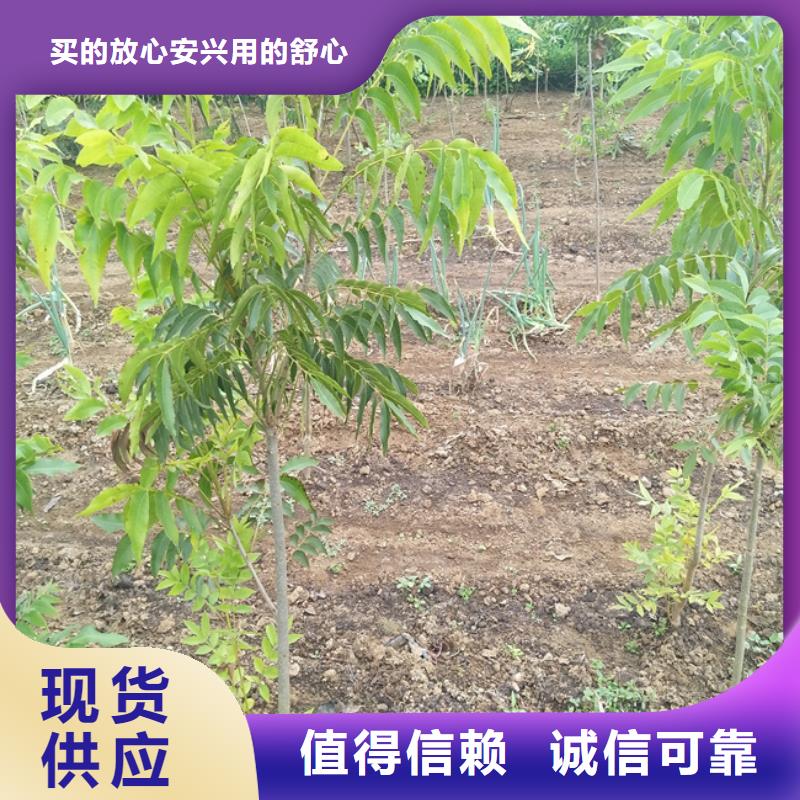 碧根果_樱桃苗合作共赢