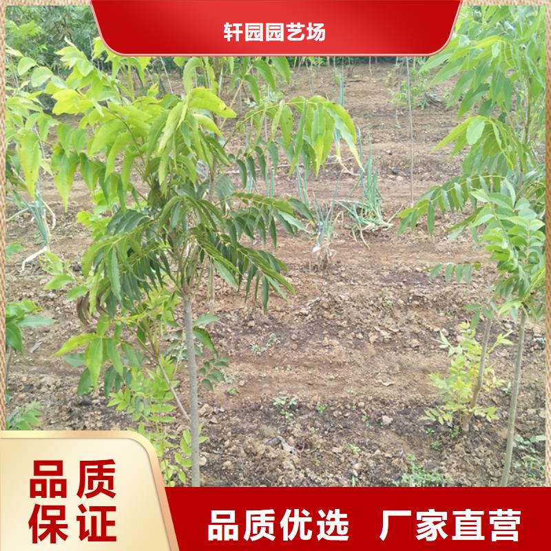 碧根果【花椒苗】大品牌值得信赖