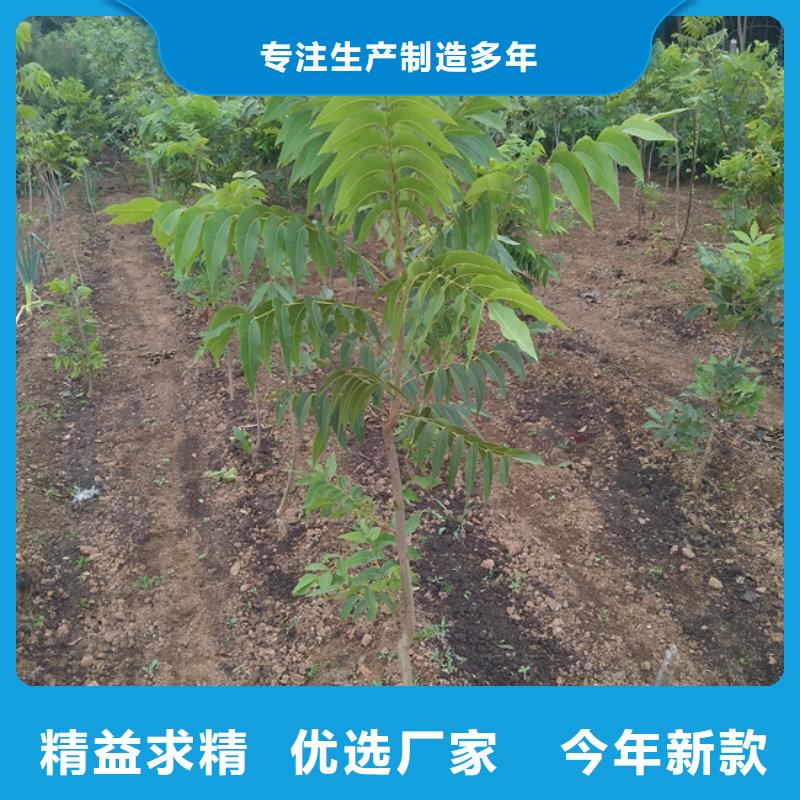 【碧根果樱桃苗一对一为您服务】